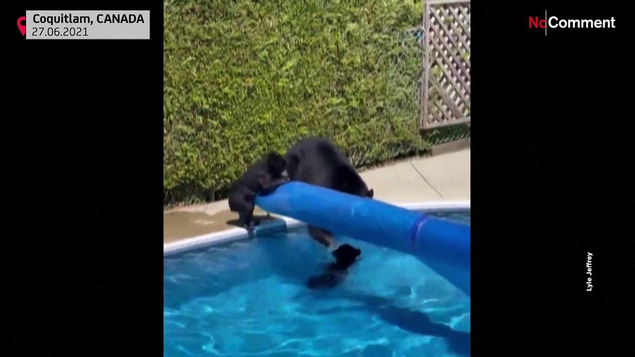 Canicule au Canada : des ours trouvent un peu de fraîcheur dans une piscine