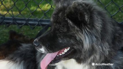 Pets struggle to keep cool amid historic Northwest heatwave