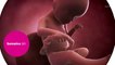 Vidéo développement du fœtus : le 5ème mois de grossesse