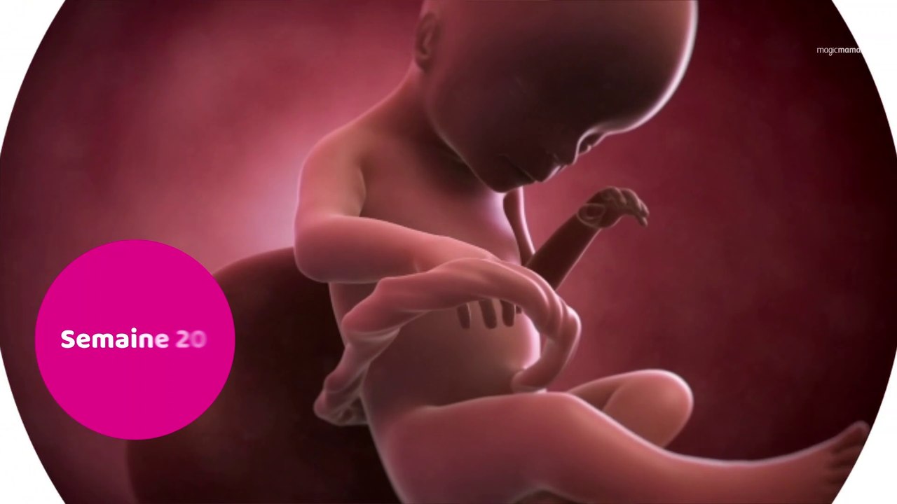 Vidéo développement du fœtus : le 5ème mois de grossesse