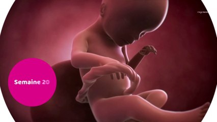 Vidéo développement du fœtus : le 5ème mois de grossesse