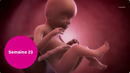 Vidéo développement du fœtus : le 6ème mois de grossesse