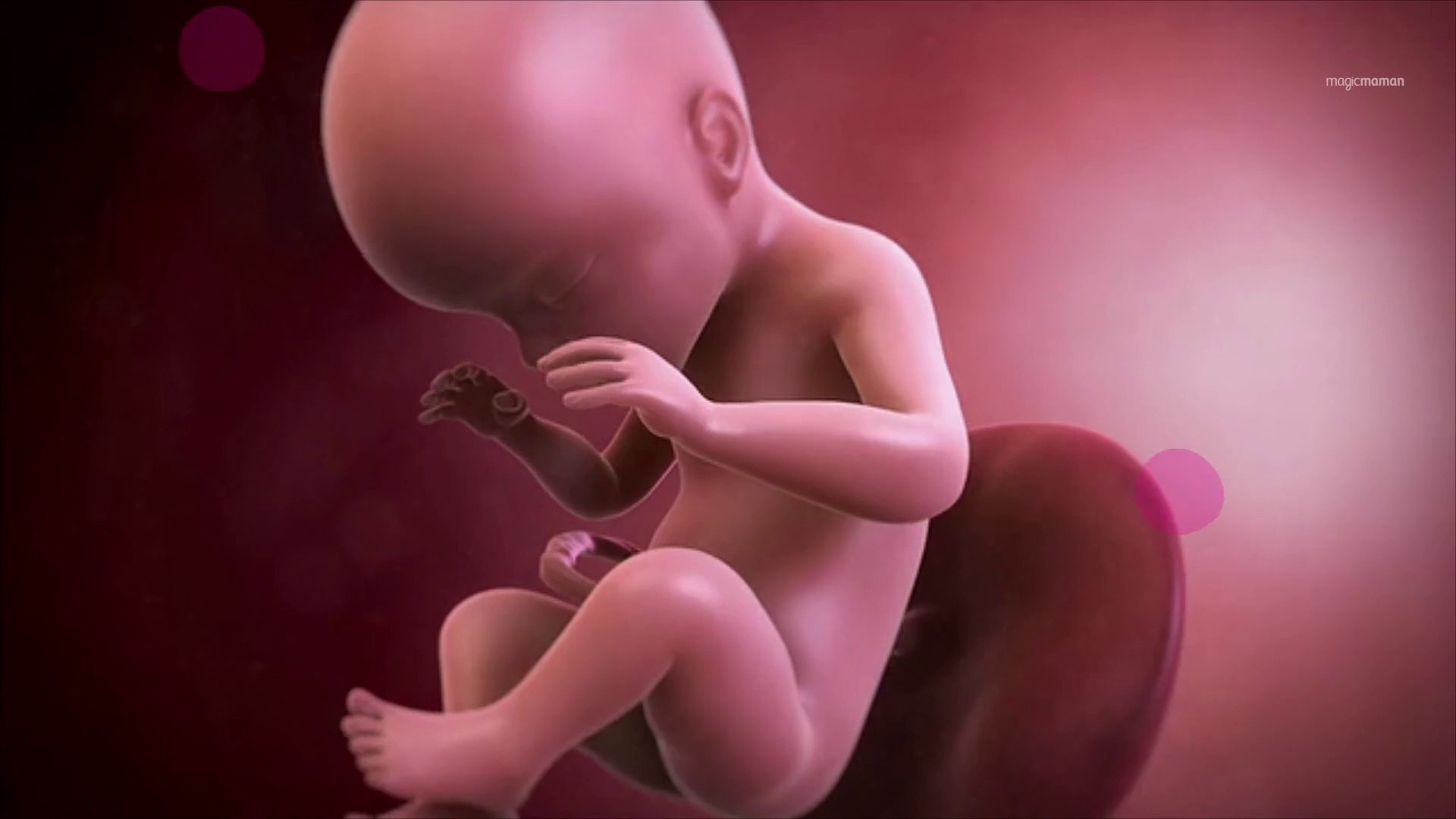 Vidéo développement du fœtus : le 7ème mois de grossesse - Vidéo Dailymotion