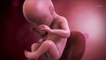 Vidéo développement du fœtus : le 7ème mois de grossesse
