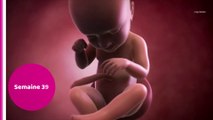 Vidéo développement du fœtus : le 9ème mois de grossesse