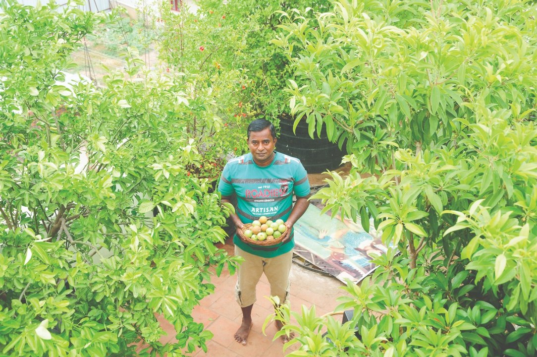 Terrace Fruit Forest... அசத்தும் மர மனிதன்! #FruitForest