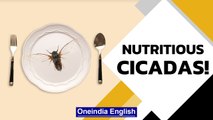 US: Brood X cicadas on list of ingredients for some chefs | Oneindia News