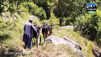 Life in District Torghar (Village life system kpk pakistan)