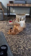 Attention Hungry Dog Holds Ball for Human