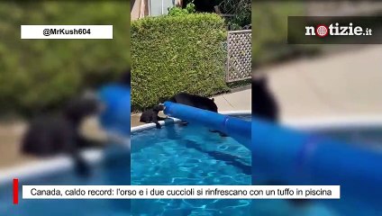 Canada, caldo record: l'orso e i due cuccioli si rinfrescano con un tuffo in piscina