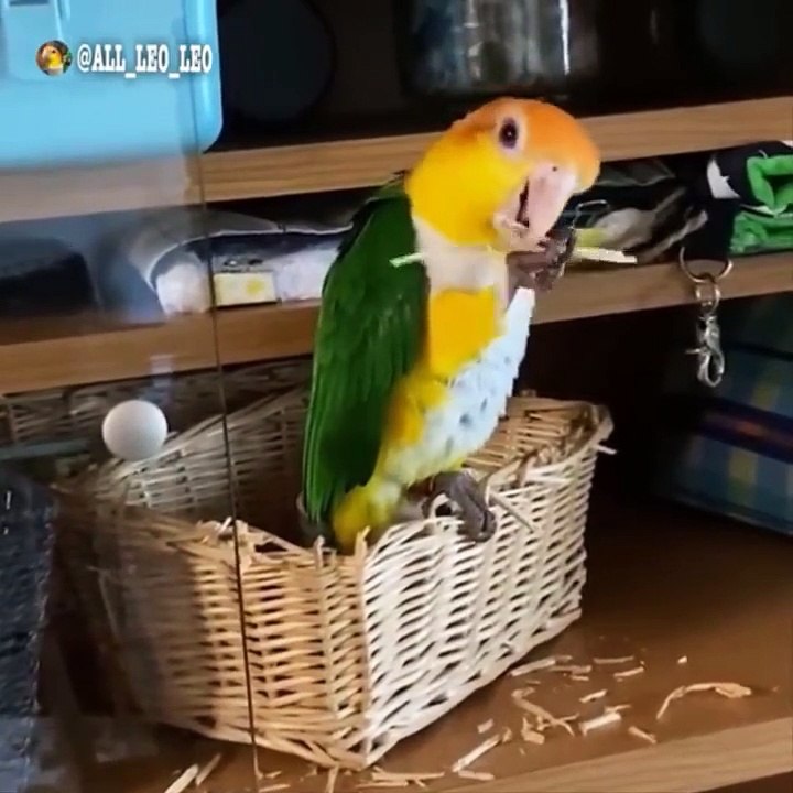 Funny Parrots Videos Compilation Cute Moment Of The Animals - Cutest Parrots #49 - Compilation 2021