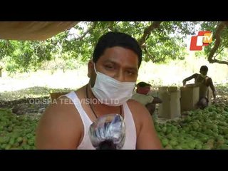 Lockdown Hits Mango Growers In Telkoi (Keonjhar)