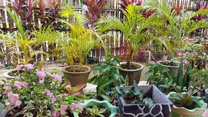 TERAS KECIL BANYAK BUNGA CANTIK