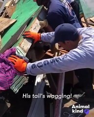 Firefighters rescue bulldog from a collapsed building 