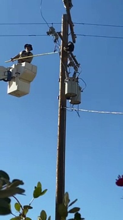 Raccoon Does Backflip Off Power Pole
