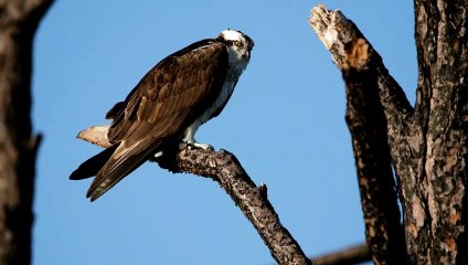 The New Steiner Navigator Series