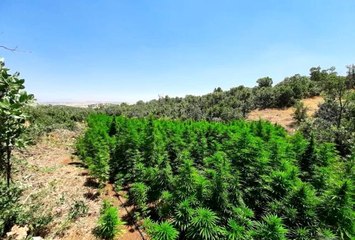 Lice'de 1 milyon 340 bin kök Hint keneviri ele geçirildi