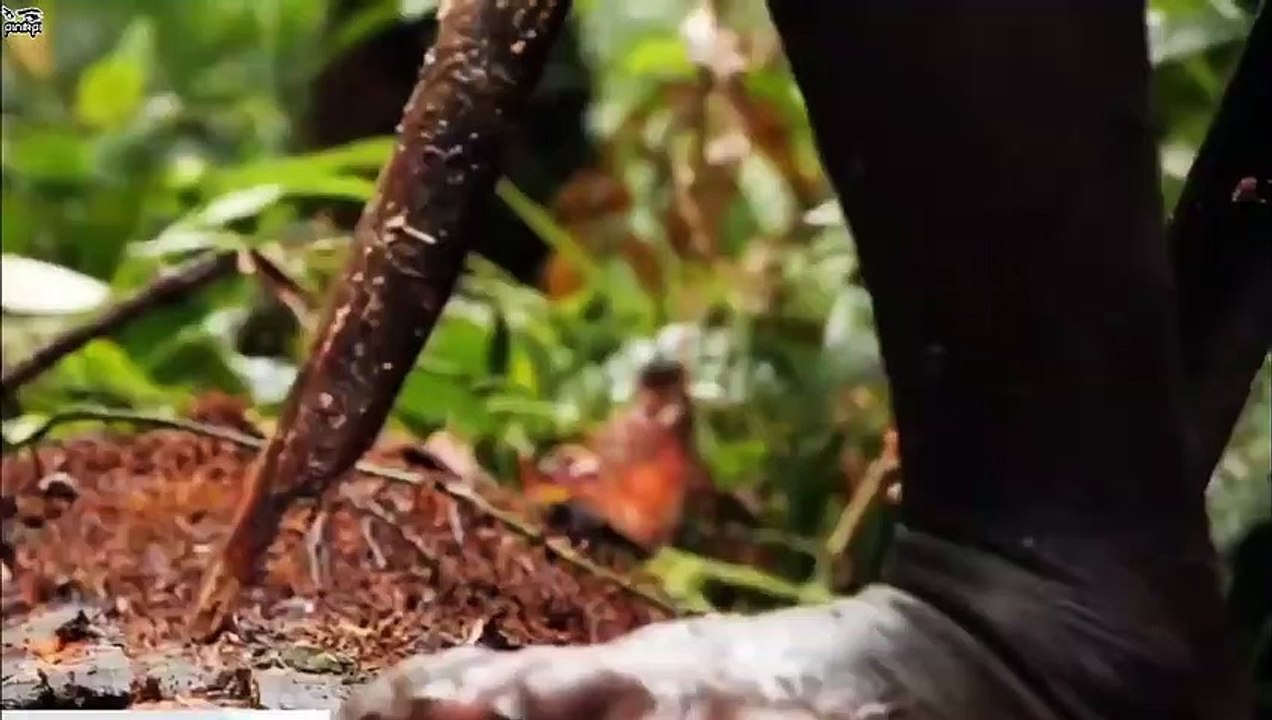 জাদুকরী বাঁশিওয়ালা! - বাঁশি বাজালেই শতশত মৌমাছি তার গায়ে এসে বসে!