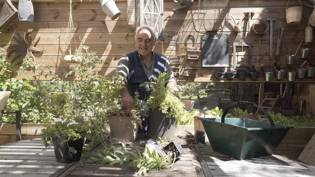 Plantes sans arrosage : quelles variétés choisir pour une jardinière ?