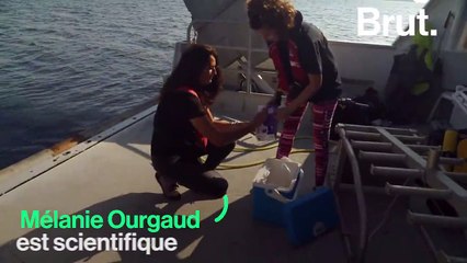 Comment le plastique présent dans le plancton finit-il dans notre organisme ?