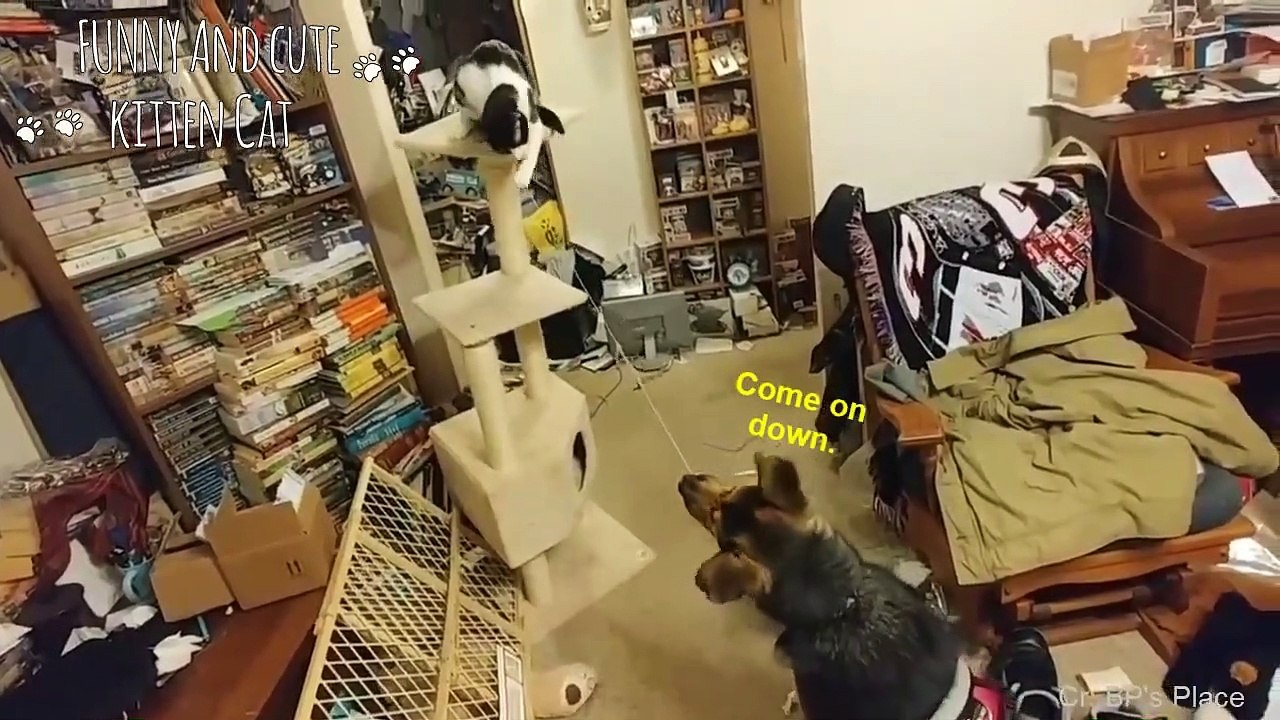 Try Not To Laugh Challenge Funny Dog And Cats Vines Compilation 2020