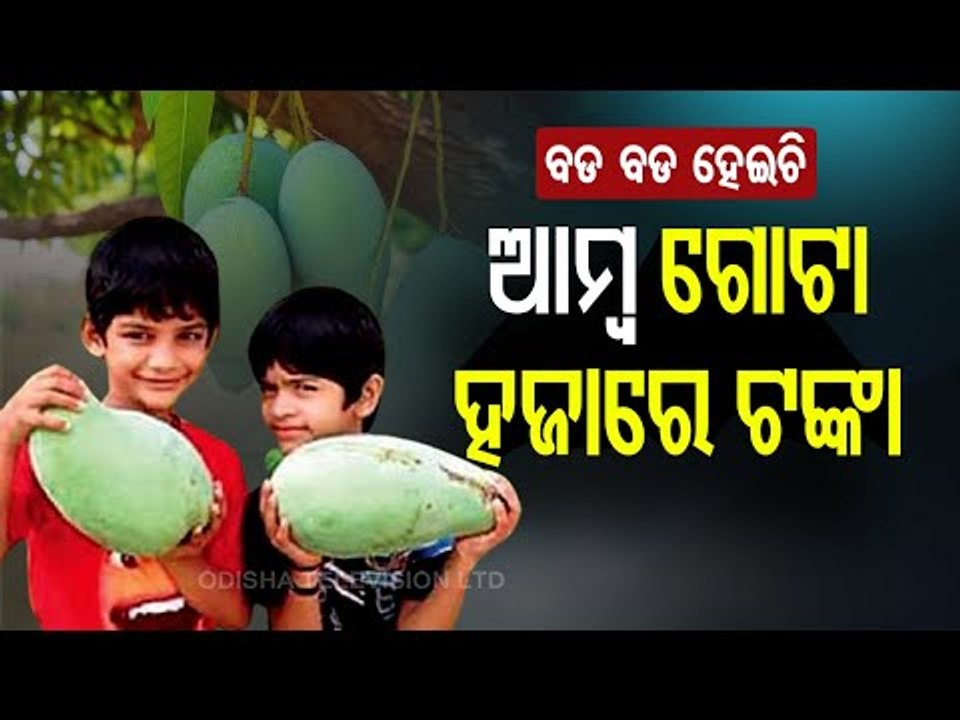 Special Story | 1 Mango For Rs 1000 - Watch OTV Special Story On Noorjahan Mango
