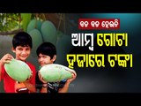 Special Story | 1 Mango For Rs 1000 - Watch OTV Special Story On Noorjahan Mango