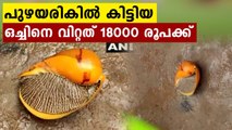 Large snail found in Andhra Pradesh, sold for Rs 18,000 | Oneindia Malayalam