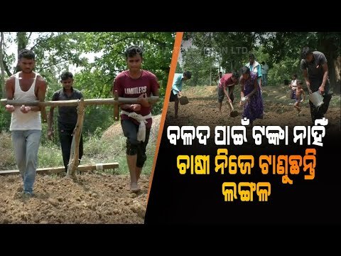 Special Story | Unable To Buy Bullock, Bargarh Man Ploughs Filed On His Own