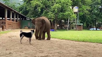 فيل في مواجهة مع كلب . فيديو رائع وممتع