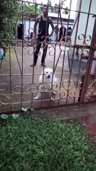 كلب يبحث عن صاحبه بطريقة رائعة .مشهد ممتع