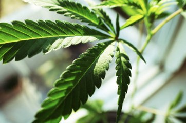 Mexico Decriminalizes Recreational Marijuana Use