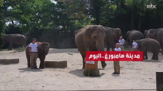 الفيل ياشودا يتوقع فوز ألمانيا على إنجلترا