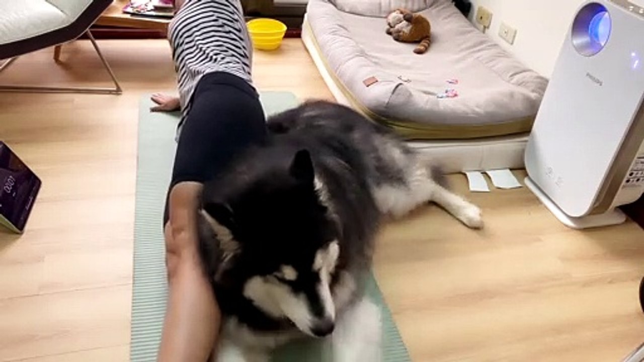 Hefty Fluffy Dog Keeps Owner from Exercising