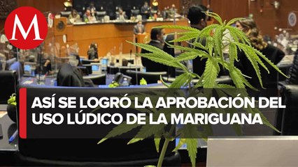 ¿Cómo ha sido el proceso para la aprobación del uso lúdico de la cannabis_