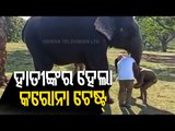 Sample Collected From 28 Elephants In Tamil Nadu For Covid-19 Test