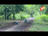 Peacocks Were Seen Dancing Near Residential Area In Nashik Due To Lockdown