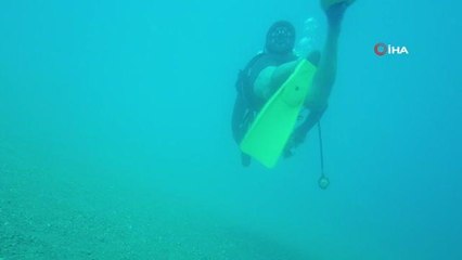 Dünyaca ünlü sahilde Kızıldeniz'den gelen üçgen balıklarının görsel şöleni