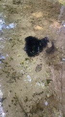 Mama Hornpout with Her Hundreds of Babies