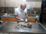 Manisa'da yavru köpeğe işkence