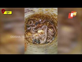 Watch- Baby Cobras Released Into Forest In Puri