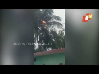 Coconut Tree Catches Fire In Lightning Strike In Cuttack
