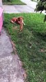 Un chaton attaque  un chien (mignonnerie)