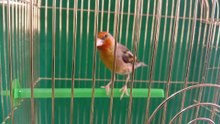 Canary x goldfinch Hybrid 2