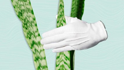 This $9 Hack Makes Cleaning Your Plants So Easy and Satisfying