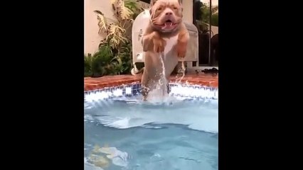 I'm a Big Kid Now Cute Baby Animals _ Funny Pets City @38