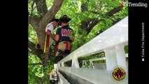 Joven intenta bajar a su gato de un árbol y ambos tienen que ser rescatados por los bomberos