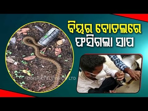 Snake With Head Stuck In Beer Can Rescued In Angul