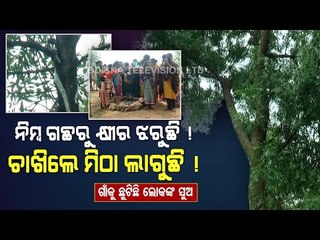 Special Story | 'Milk' Secreting Neem Tree Turns Centre Of Attraction In Kandhamal