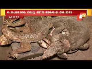 Investigation Into Monitor Lizard Meat Trade In Bhubaneswar On